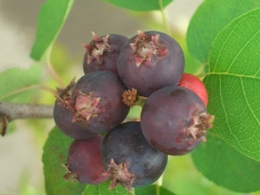 ファイル 1001-1.jpg