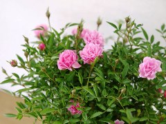 ファイル 1004-1.jpg