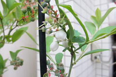 ファイル 1007-1.jpg