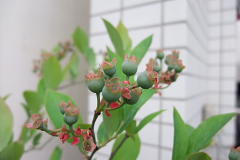 ファイル 1007-2.jpg