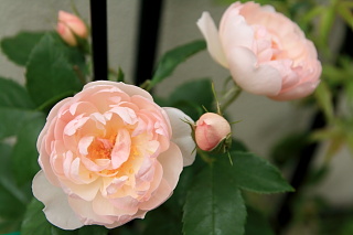 ファイル 1008-1.jpg