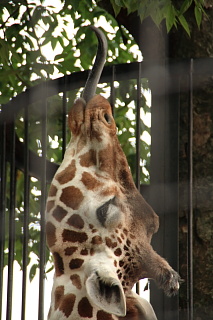 ファイル 1009-1.jpg