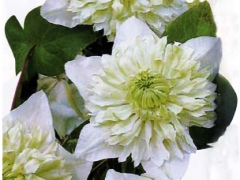 ファイル 1042-1.jpg