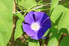 ファイル 1057-1.jpg