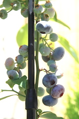 ファイル 1062-1.jpg