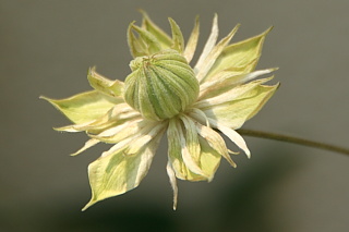 ファイル 1100-3.jpg