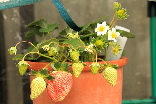 ファイル 1263-1.jpg