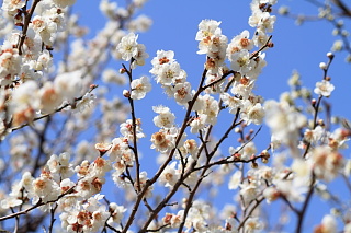 ファイル 1281-4.jpg