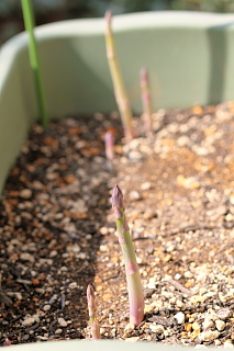 ファイル 1283-1.jpg