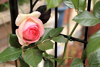 ファイル 1318-1.jpg