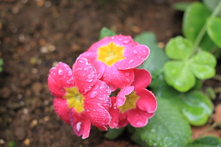 ファイル 1319-1.jpg