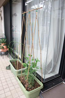 ファイル 1322-1.jpg