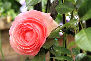 ファイル 1323-1.jpg