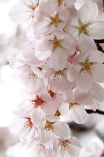 ファイル 1324-1.jpg