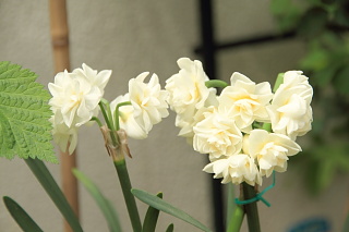 ファイル 1325-1.jpg