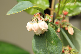 ファイル 1326-1.jpg