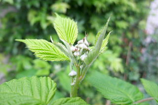 ファイル 1327-1.jpg