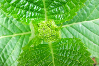 ファイル 1328-1.jpg