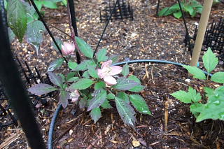 ファイル 1330-1.jpg