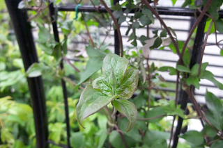 ファイル 1330-3.jpg