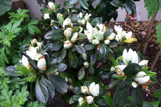 ファイル 1331-1.jpg