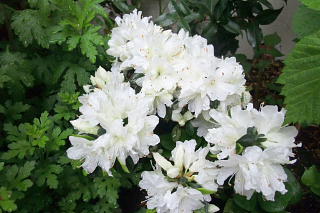 ファイル 1337-1.jpg