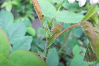 ファイル 1338-1.jpg