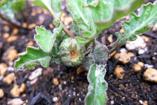 ファイル 1339-1.jpg