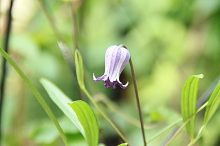 ファイル 1344-1.jpg