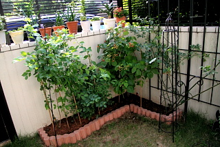 ファイル 1383-1.jpg