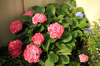 ファイル 1384-1.jpg