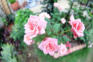 ファイル 1389-1.jpg