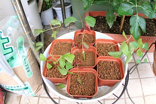 ファイル 1399-1.jpg