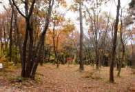 ファイル 14-1.jpg