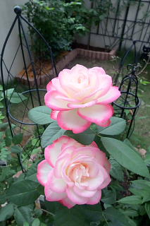 ファイル 1400-1.jpg