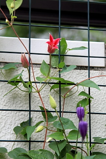 ファイル 1445-2.jpg