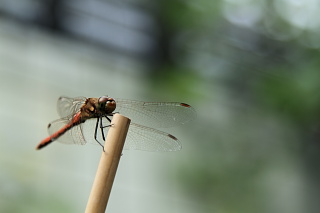 ファイル 1499-1.jpg