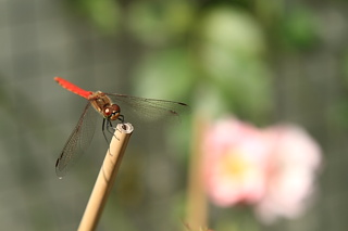 ファイル 1499-2.jpg