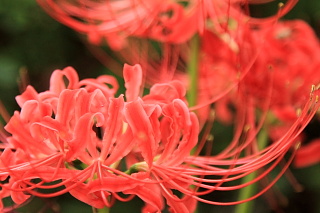 ファイル 1500-4.jpg