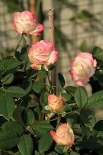 ファイル 1506-1.jpg