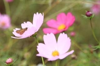 ファイル 1511-2.jpg