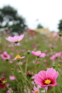 ファイル 1511-4.jpg