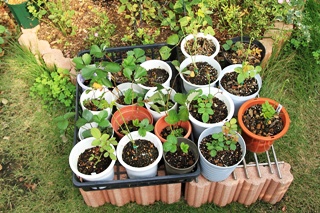 ファイル 1515-1.jpg