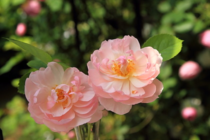 ファイル 1758-1.jpg