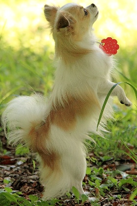 ファイル 1815-1.jpg