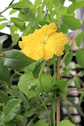 ファイル 1820-1.jpg