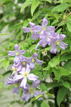 ファイル 1821-1.jpg