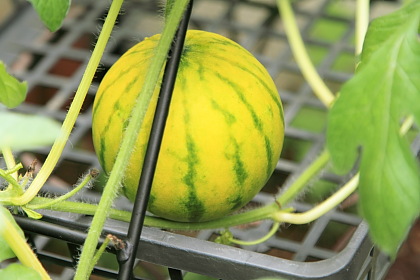 ファイル 2128-1.jpg