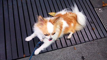 ファイル 2131-1.jpg