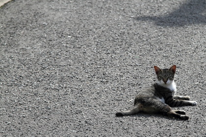 ファイル 2223-1.jpg